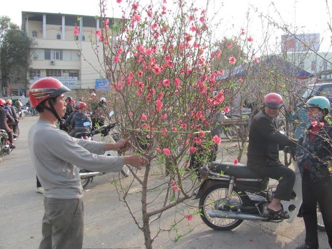 Đào ‘lạ’ tại Lạng Sơn - ảnh 3